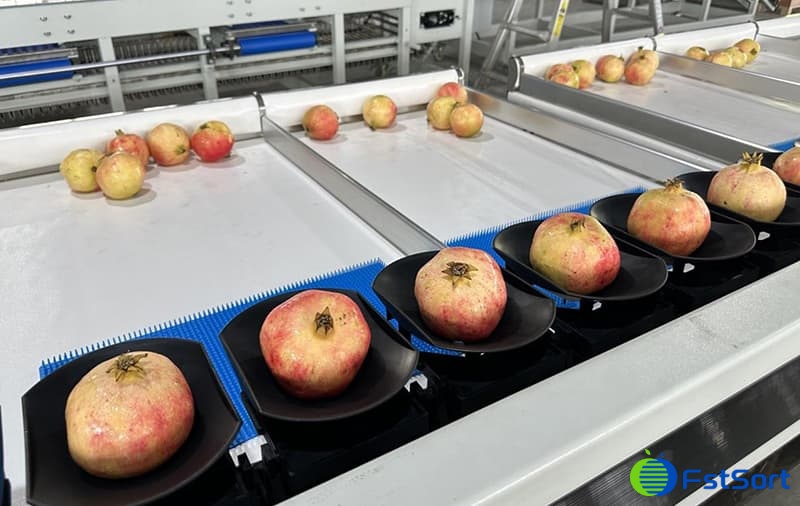 images/1726124385849Pomegranate processing line.jpg